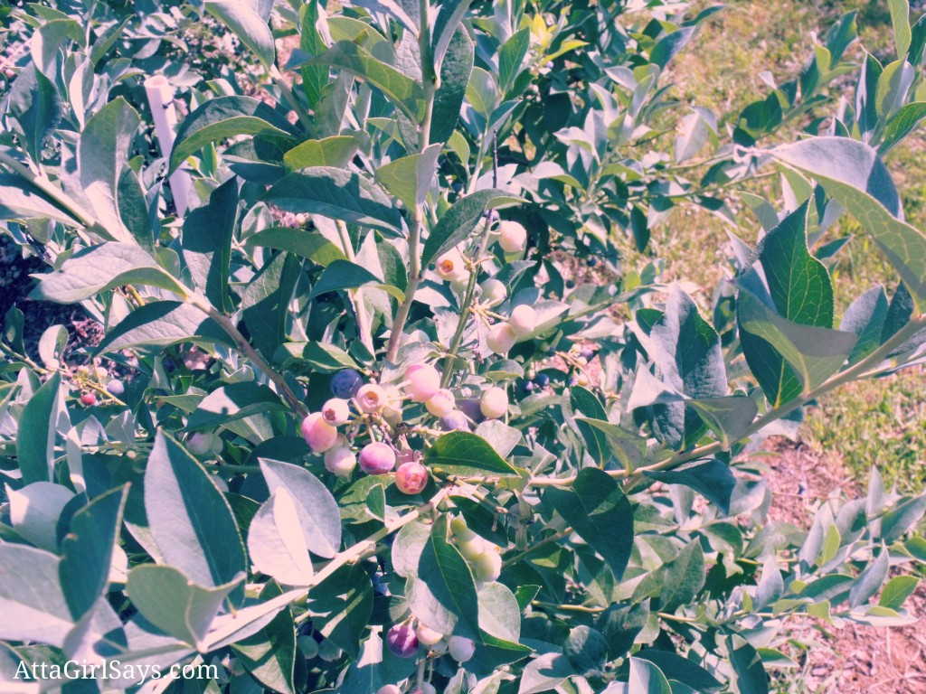 blueberry bush