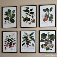 vintage botanical prints framed in inexpensive Ikea Ribba frames by AttaGirlSays.com