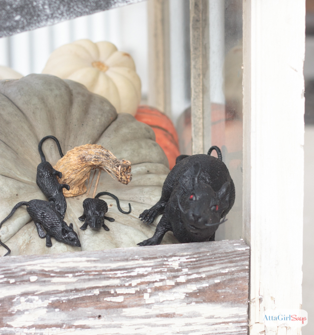 plastic rats on pumpkins