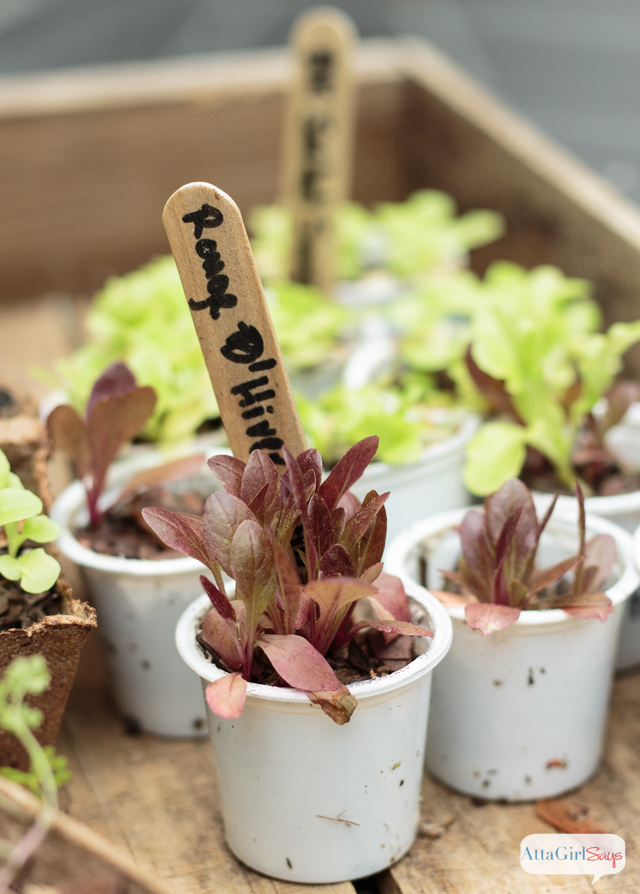 Don't throw away your Keurig K-Cups. Use them as seed starters for lettuce, herbs and other garden plants. You can also add the coffee grounds to your compost pile. #sponsored