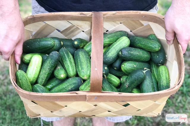 man holding a basket of pickling cucumbers