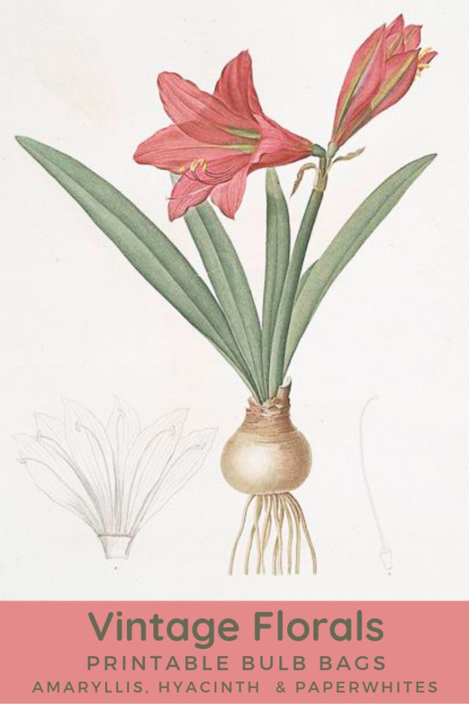 vintage amaryllis bulb botanical image