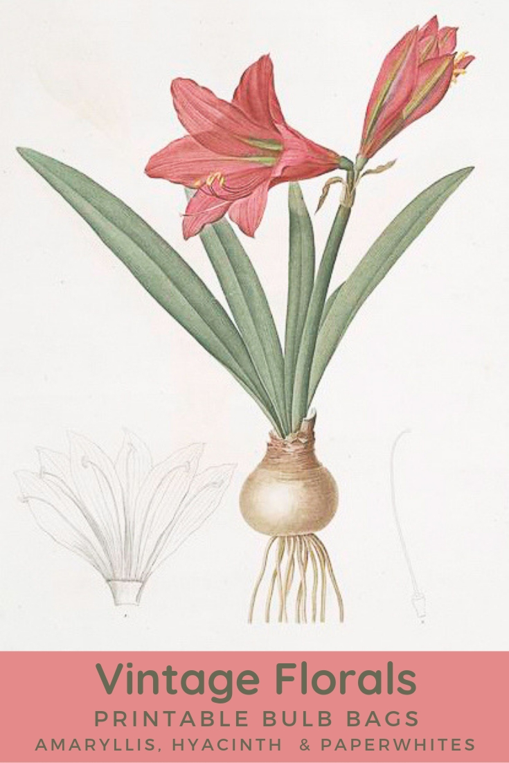 vintage amaryllis bulb botanical image