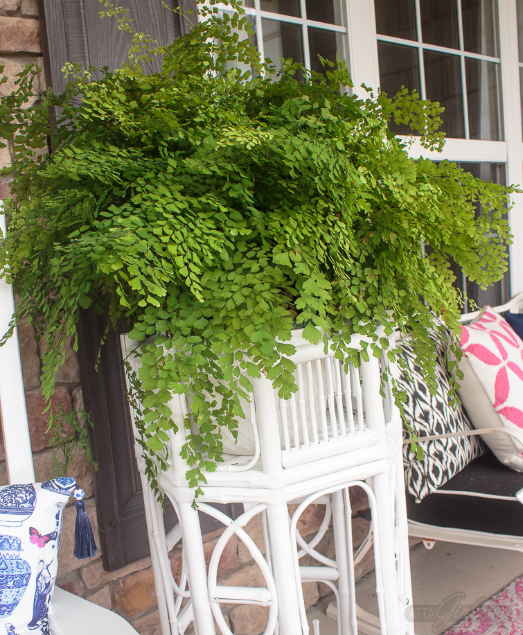 maidenhair ferm in a bamboo plant stand