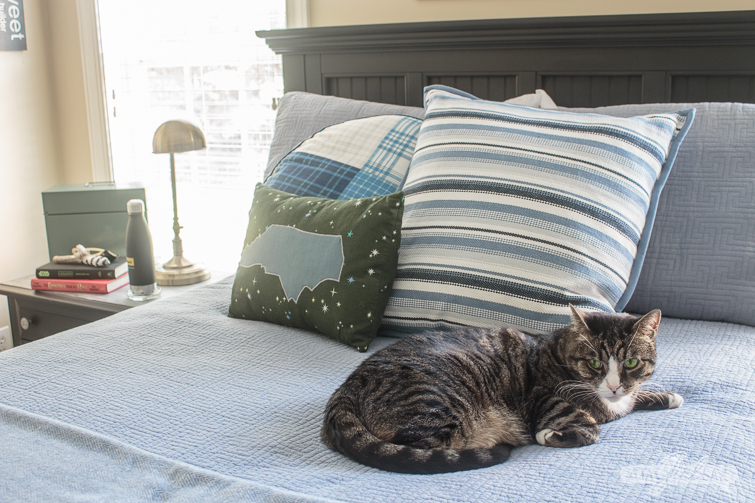 cat laying on a blue bed