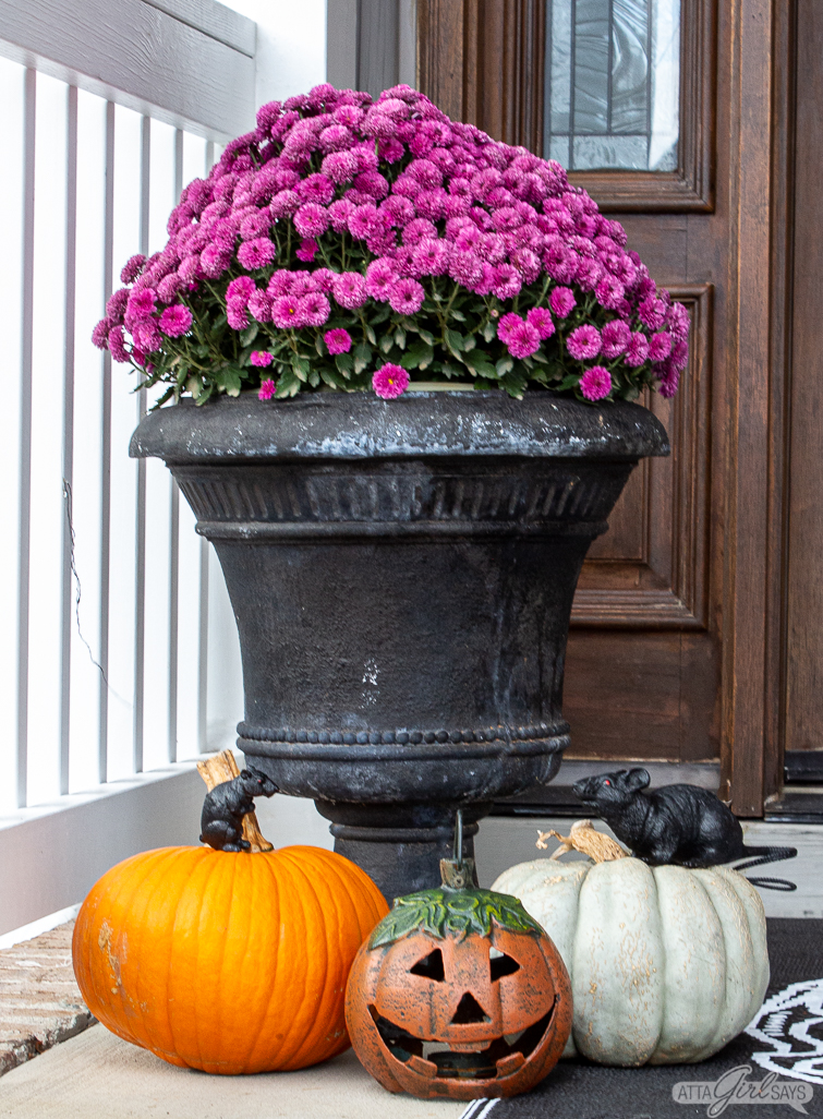 planter with purple mums surrounded by Halloween pumpkins and spooky decor