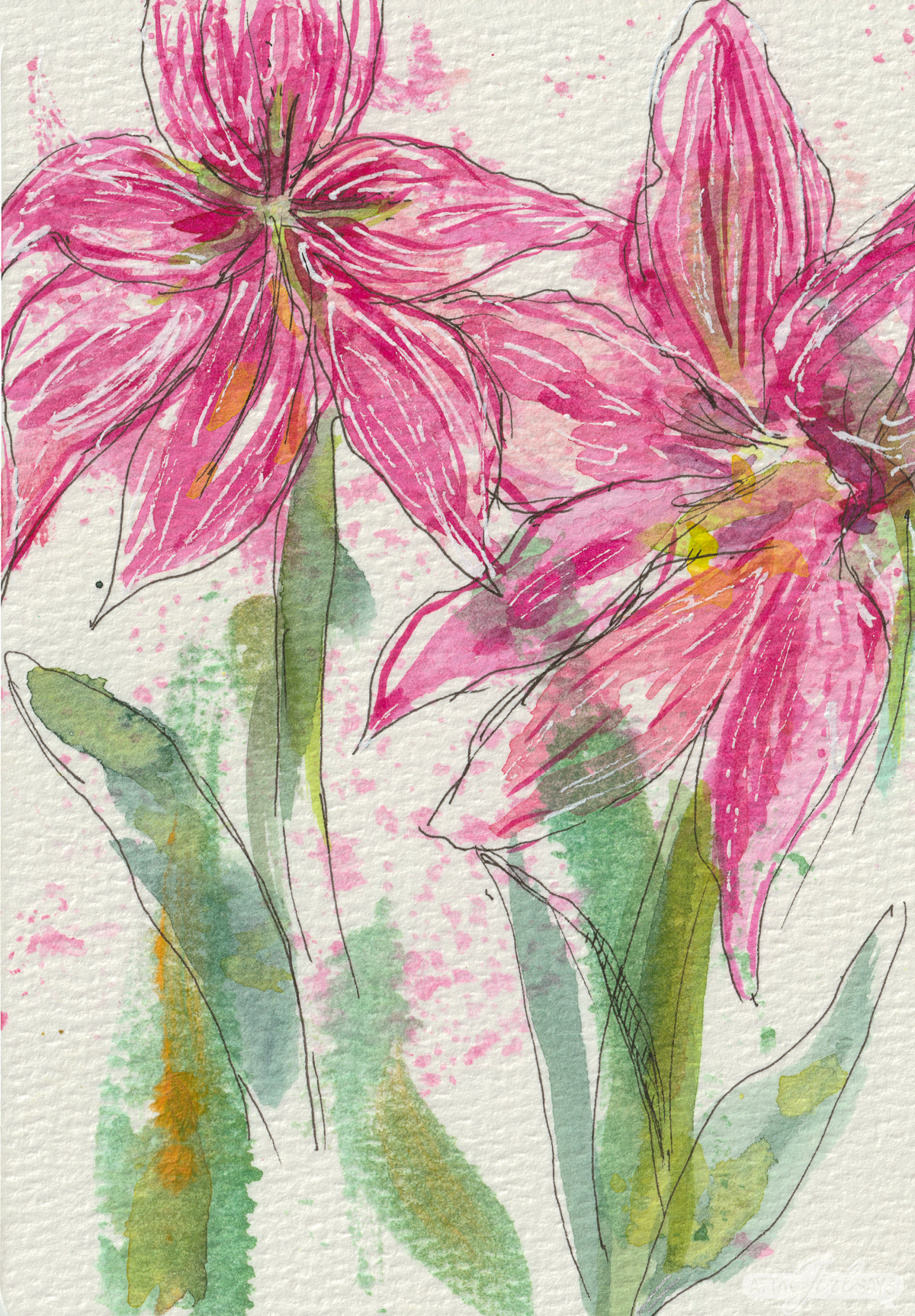 watercolor painting of an exotic star amaryllis with striped petals