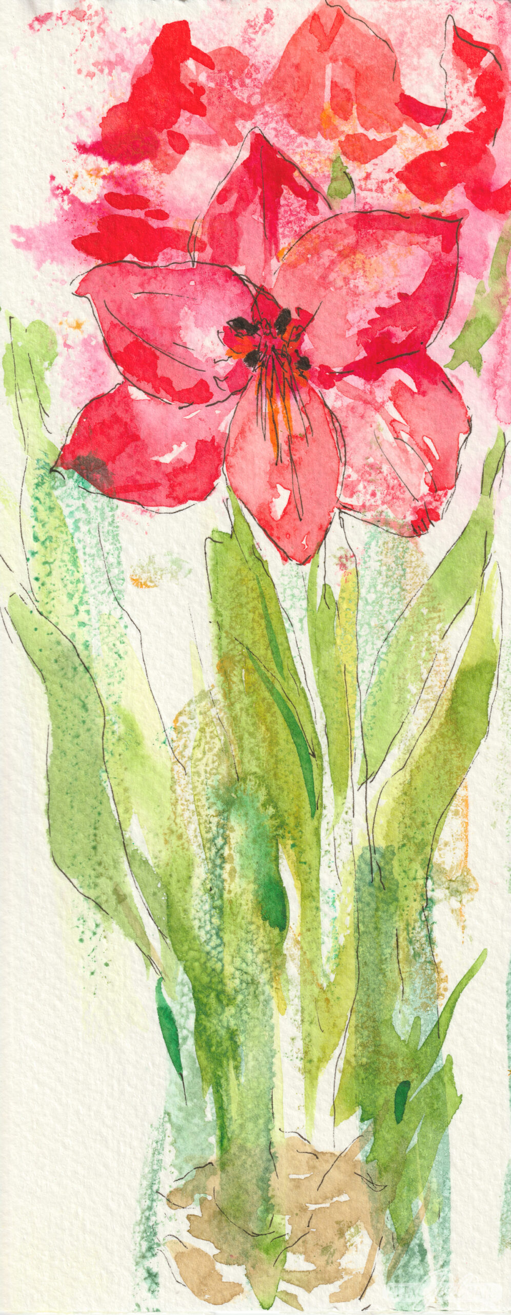 watercolor painting of a pink and red amaryllis flower